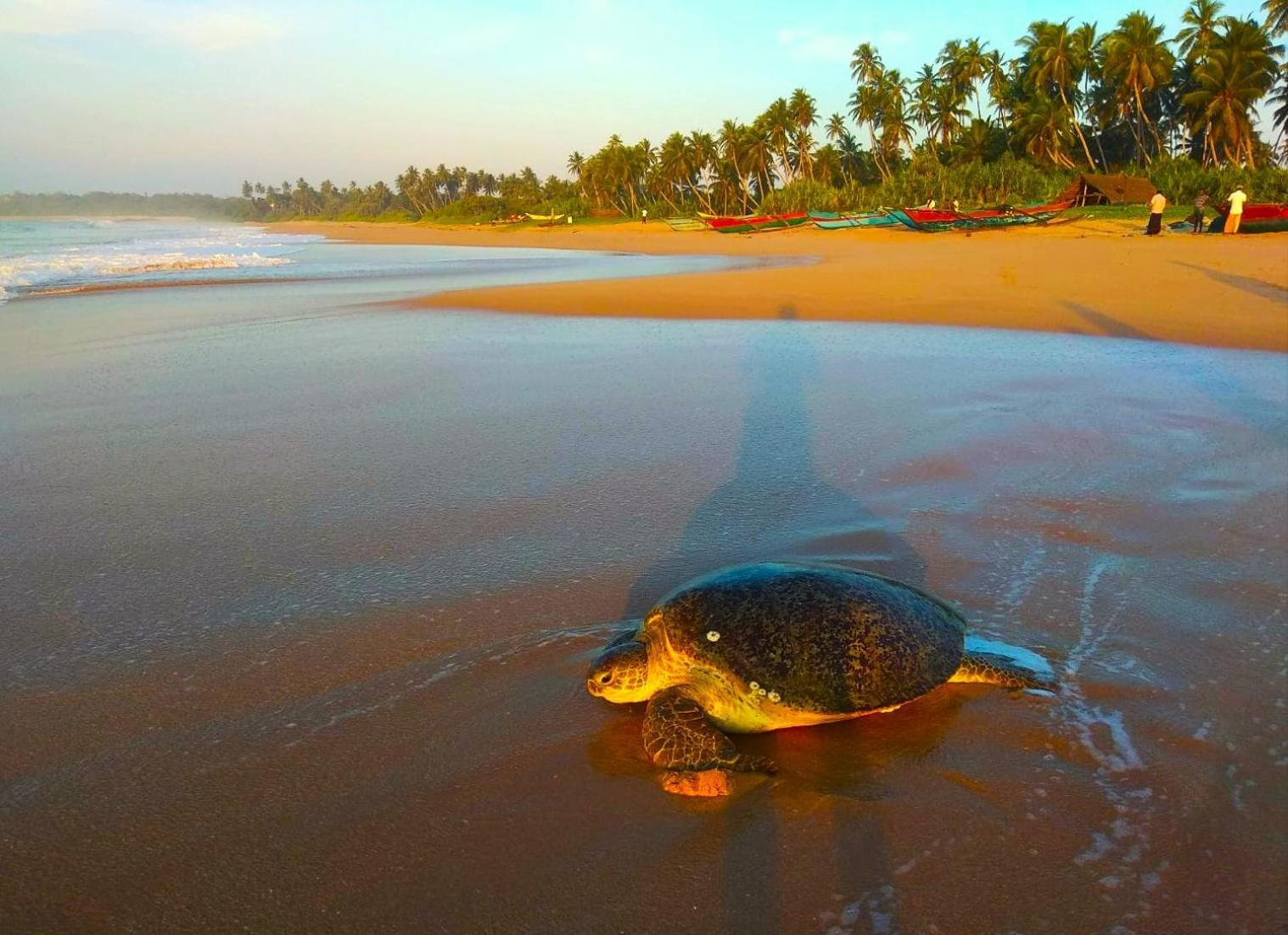 Sleeping Elephant Beach Resort Tangalle Dış mekan fotoğraf